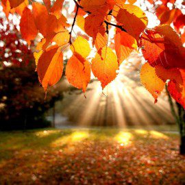 Les inscriptions pour les vacances d&rsquo;automne sont ouvertes