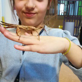 Rock est mort !!! notre phasme :( Rock est mort !!! notre phasme :(