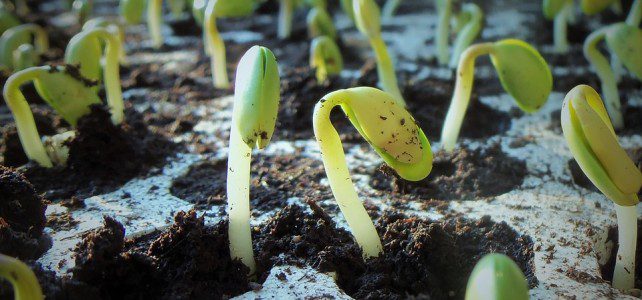 Je sème, tu plantes, nous embellissons…. Je sème, tu plantes, nous embellissons….