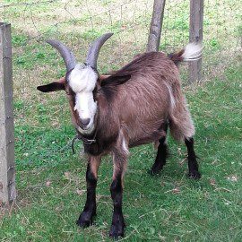 De nouveaux horizons pour nos chevreaux De nouveaux horizons pour nos chevreaux