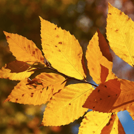 Vacances d’Automne 2018 Vacances d’Automne 2018