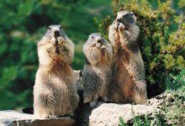 Un petit Coucou des 6/7 depuis le Parc Animalier des Pyrénées !! Un petit Coucou des 6/7 depuis le Parc Animalier des Pyrénées !!