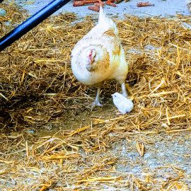 Une poule et son poussin au Jardin de Toni!!!!