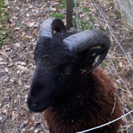 Marius, le bélier du Jardin de Toni a pris sa retraite!