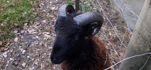 Marius, le bélier du Jardin de Toni a pris sa retraite! Marius, le bélier du Jardin de Toni a pris sa retraite!