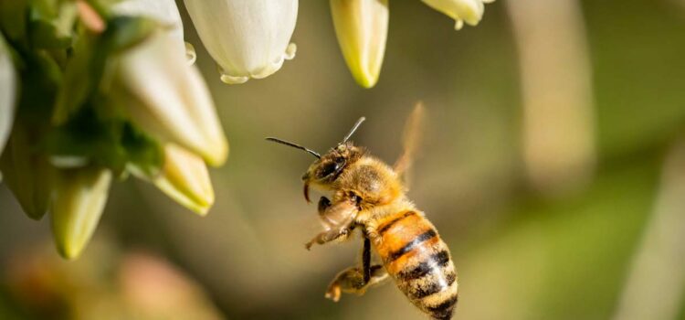 Projet pédagogique : les abeilles gardienne de la biodiversité