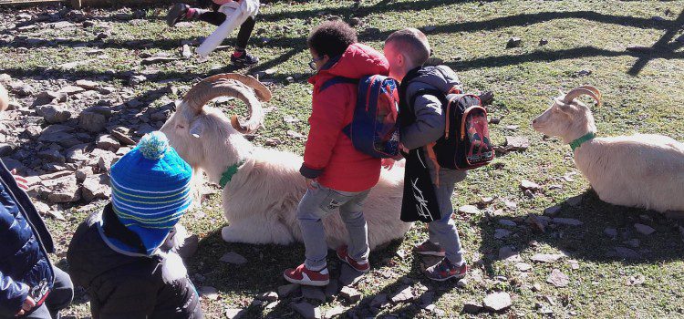 Sur les traces de l’ours