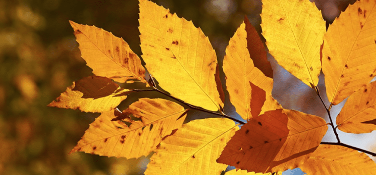 Vacances d’Automne 2018