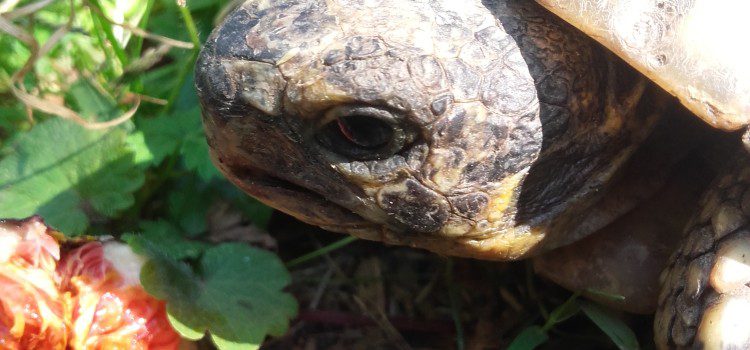 Une tortue à Toni : Bienvenue à Gaston