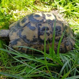 Pendant ce temps là…..la vie continue……. au Jardin de Toni épisode 4