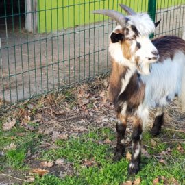 Le chevreau « Pistache »  a trouvé une famille!!!