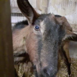 Arrivée de Camelita au Jardin de Toni et autres nouvelles !