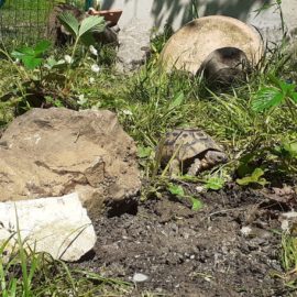 Les travaux se poursuivent au Jardin de Toni !