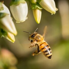 Projet pédagogique : les abeilles gardienne de la biodiversité