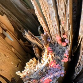 De la fin d’année, aux vacances, la clôture très nature de 2024-2025 au Jardin de Toni!