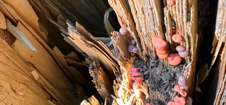 De la fin d’année, aux vacances, la clôture très nature de 2024-2025 au Jardin de Toni! De la fin d’année, aux vacances, la clôture très nature de 2024-2025 au Jardin de Toni!